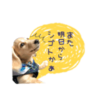 dachshund CLEO（個別スタンプ：13）