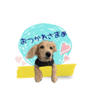 dachshund CLEO（個別スタンプ：14）