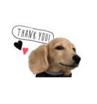 dachshund CLEO（個別スタンプ：15）