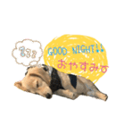 dachshund CLEO（個別スタンプ：16）