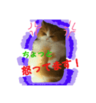 ペルシャ猫のシフォン（個別スタンプ：3）