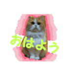 ペルシャ猫のシフォン（個別スタンプ：12）