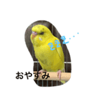 インコちゃん日常（個別スタンプ：9）