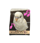 インコちゃん日常（個別スタンプ：12）