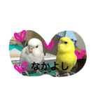 インコちゃん日常（個別スタンプ：14）