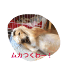 我が家の娘達スタンプです（個別スタンプ：11）