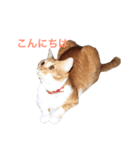 にゃんたちにゃんたち2（個別スタンプ：2）