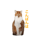にゃんたちにゃんたち2（個別スタンプ：3）