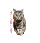 にゃんたちにゃんたち2（個別スタンプ：5）