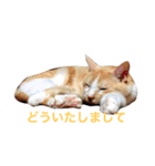 にゃんたちにゃんたち2（個別スタンプ：7）
