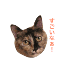 にゃんたちにゃんたち2（個別スタンプ：10）