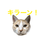 にゃんたちにゃんたち2（個別スタンプ：12）