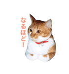 にゃんたちにゃんたち2（個別スタンプ：15）