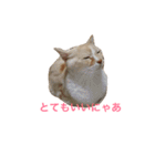 にゃんたちにゃんたち2（個別スタンプ：16）