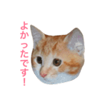 にゃんたちにゃんたち2（個別スタンプ：17）
