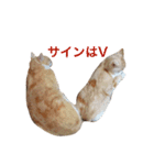 にゃんたちにゃんたち2（個別スタンプ：19）