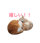 にゃんたちにゃんたち2（個別スタンプ：20）