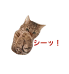 にゃんたちにゃんたち2（個別スタンプ：21）