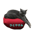 自由猫まりも（個別スタンプ：1）