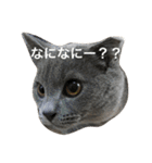 自由猫まりも（個別スタンプ：2）