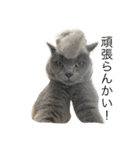 自由猫まりも（個別スタンプ：3）