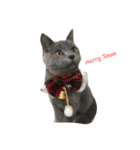 自由猫まりも（個別スタンプ：4）