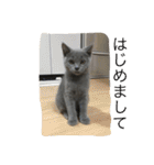 自由猫まりも（個別スタンプ：6）