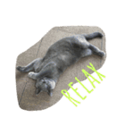 自由猫まりも（個別スタンプ：8）