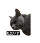 自由猫まりも（個別スタンプ：9）