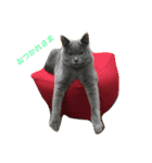 自由猫まりも（個別スタンプ：10）