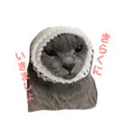 自由猫まりも（個別スタンプ：11）