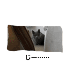 自由猫まりも（個別スタンプ：14）