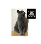 自由猫まりも（個別スタンプ：15）