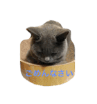 自由猫まりも（個別スタンプ：17）