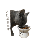 自由猫まりも（個別スタンプ：19）