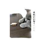 自由猫まりも（個別スタンプ：22）