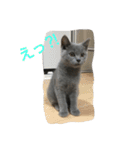 自由猫まりも（個別スタンプ：23）