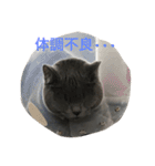 自由猫まりも（個別スタンプ：25）
