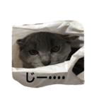 自由猫まりも（個別スタンプ：28）