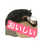 自由猫まりも（個別スタンプ：29）