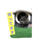 自由猫まりも（個別スタンプ：30）