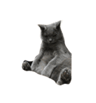 自由猫まりも（個別スタンプ：35）