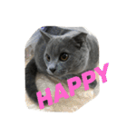 自由猫まりも（個別スタンプ：37）