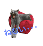 自由猫まりも（個別スタンプ：38）