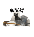 自由猫まりも（個別スタンプ：39）