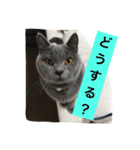 自由猫まりも（個別スタンプ：40）