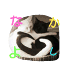 Kitten in black cat（個別スタンプ：1）