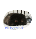 Kitten in black cat（個別スタンプ：4）