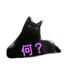 Kitten in black cat（個別スタンプ：5）