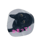 Kitten in black cat（個別スタンプ：6）